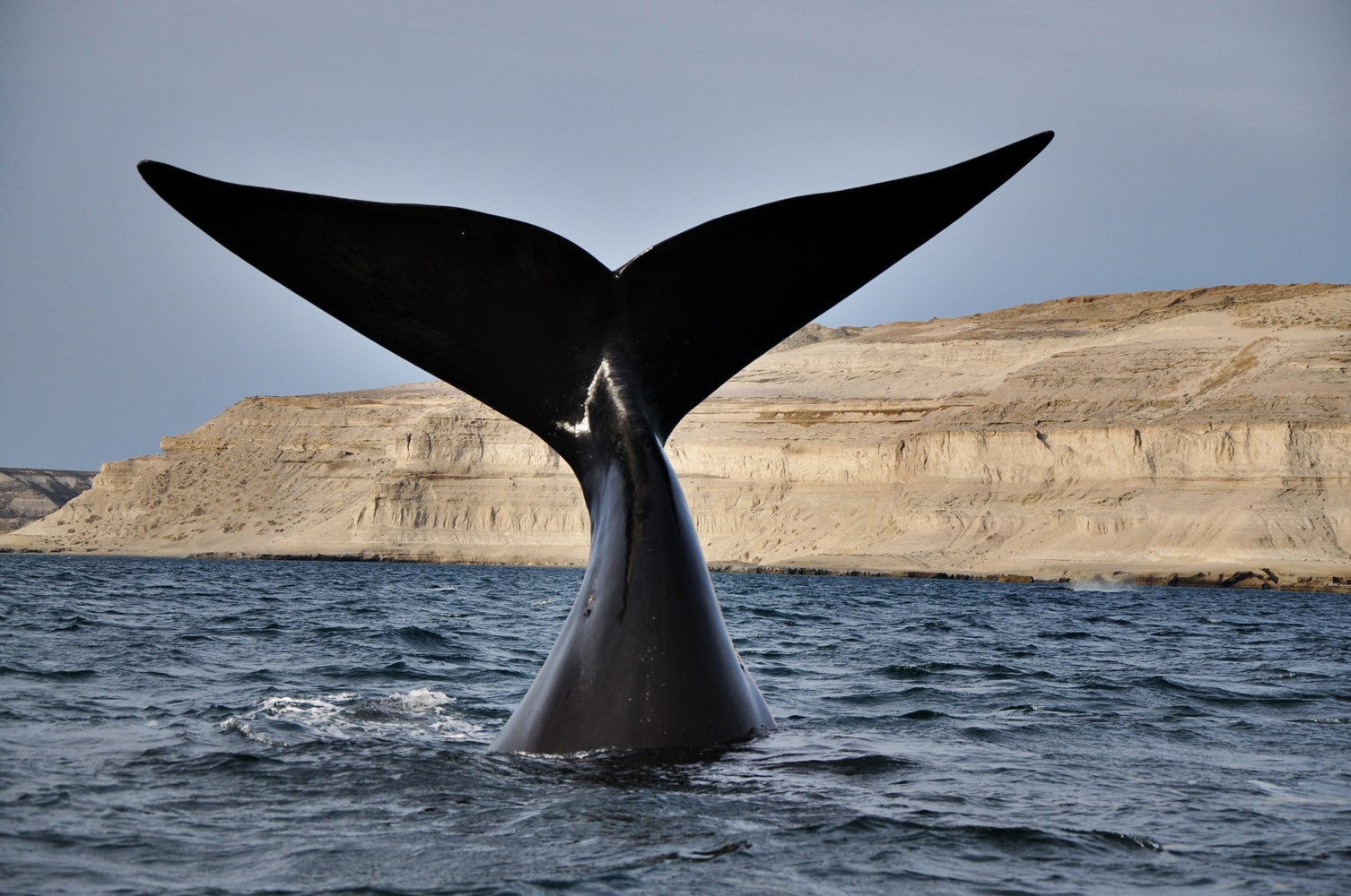 PUERTO MADRYN CLASICO